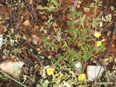 Helianthemum hirtum