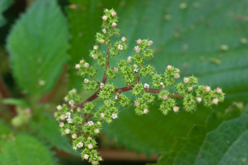 Laportea aestuans
