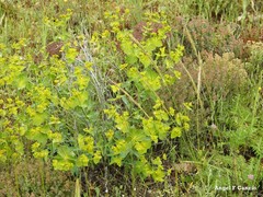 Euphorbia serrata