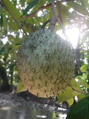Annona montana