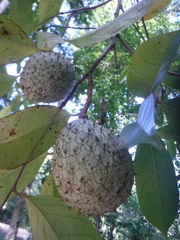 Annona montana