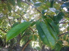 Annona montana