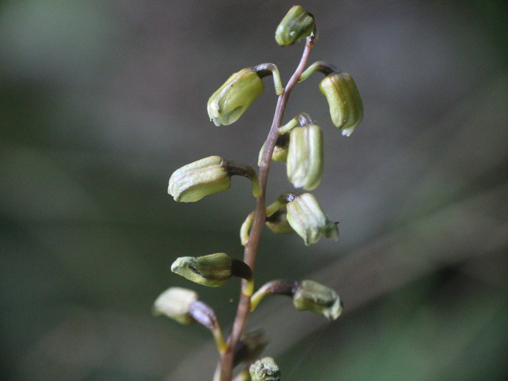 Gastrodia flavilabella