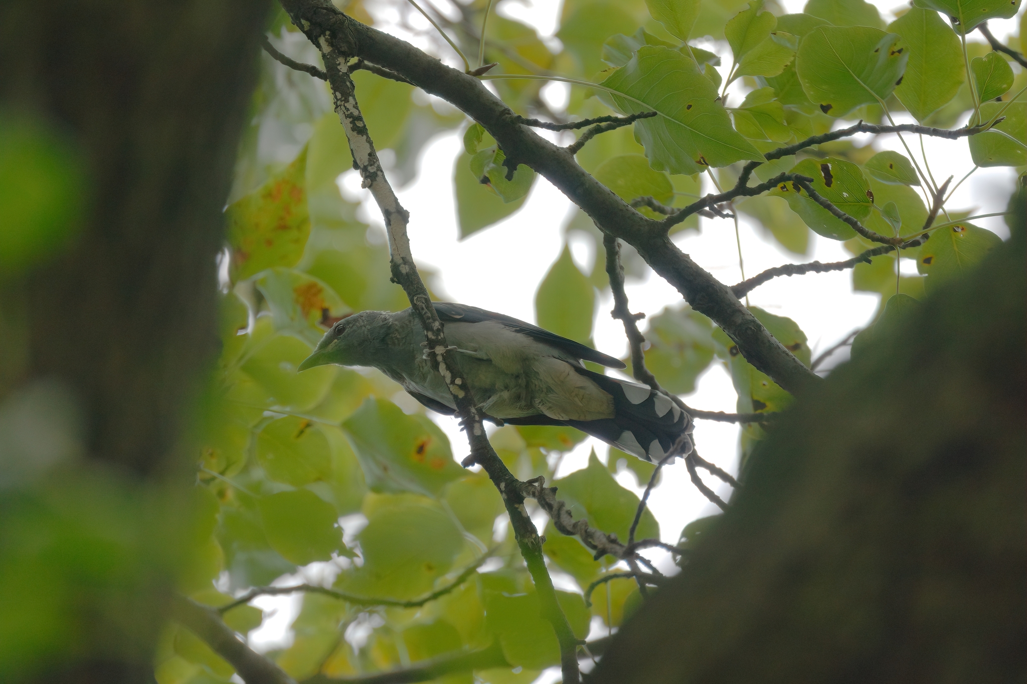Black-winged Cuckooshrike