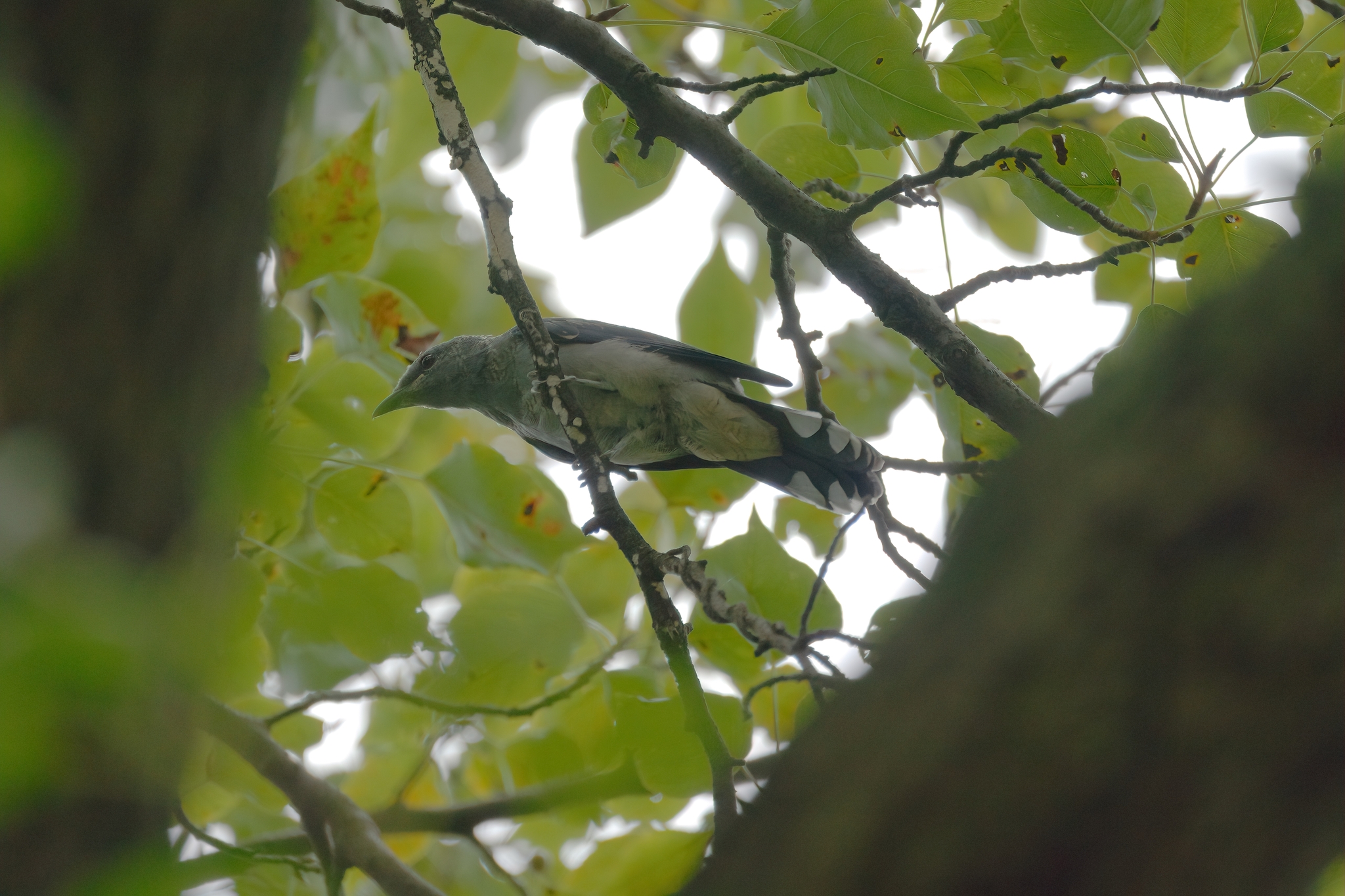 Black-winged Cuckooshrike