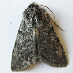 Pleromelloida conserta