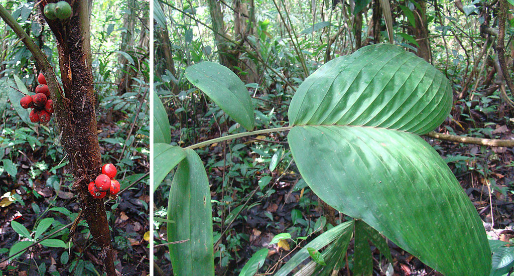 Bactris hondurensis