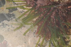 Chaetomorpha coliformis