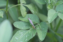 Conocephalus cinereus