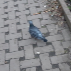 Columba livia domestica