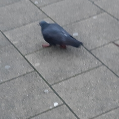 Columba livia domestica