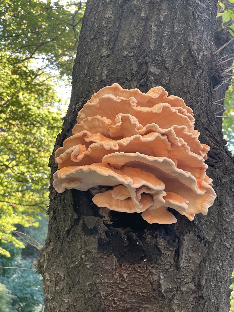 Laetiporus miniatus