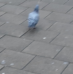 Columba livia domestica