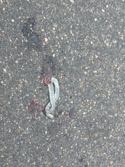 Afrotyphlops schlegelii