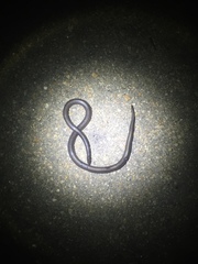 Atractaspis bibronii