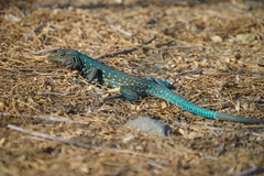 Aruba Whiptail photo 5