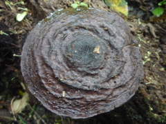 Pluteus concentricus
