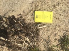 Phalacrocorax nigrogularis