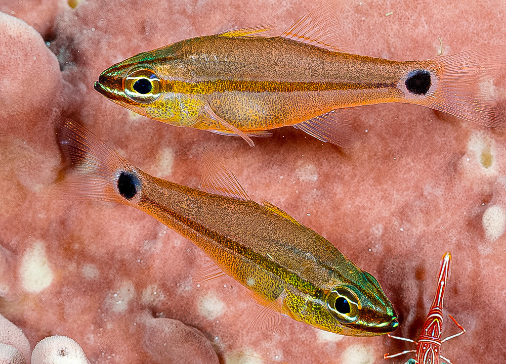 Eyespot cardinalfish (Ostorhinchus ocellicaudus) — Apogonidae