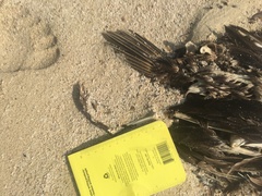 Phalacrocorax nigrogularis