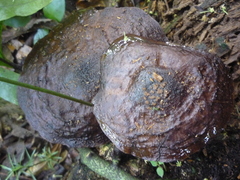 Pluteus concentricus
