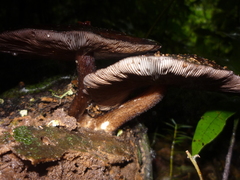 Pluteus concentricus