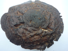 Pluteus concentricus