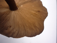 Pluteus concentricus