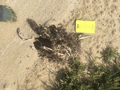 Phalacrocorax nigrogularis