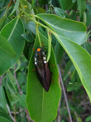 Chrysochroini