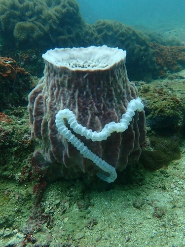 Synaptula lamperti observed 2025-10-17