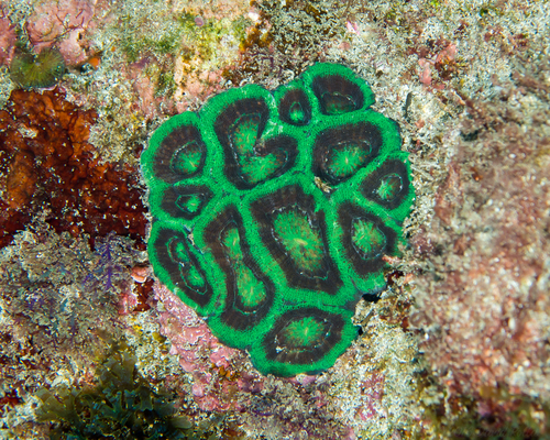 Homophyllia bowerbanki (Milne Edwards & Haime, 1857)