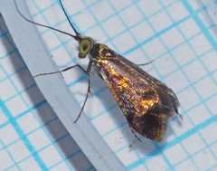 Nemophora laurella