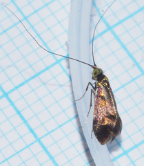 Nemophora laurella