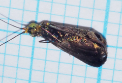 Nemophora laurella