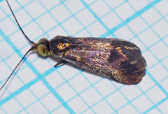 Nemophora laurella