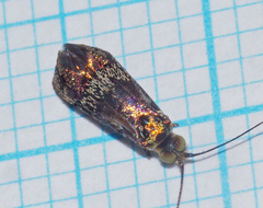 Nemophora laurella