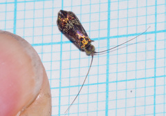 Nemophora laurella