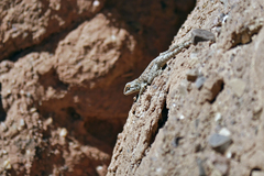 Agama bibronii