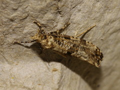 Morophaga choragella