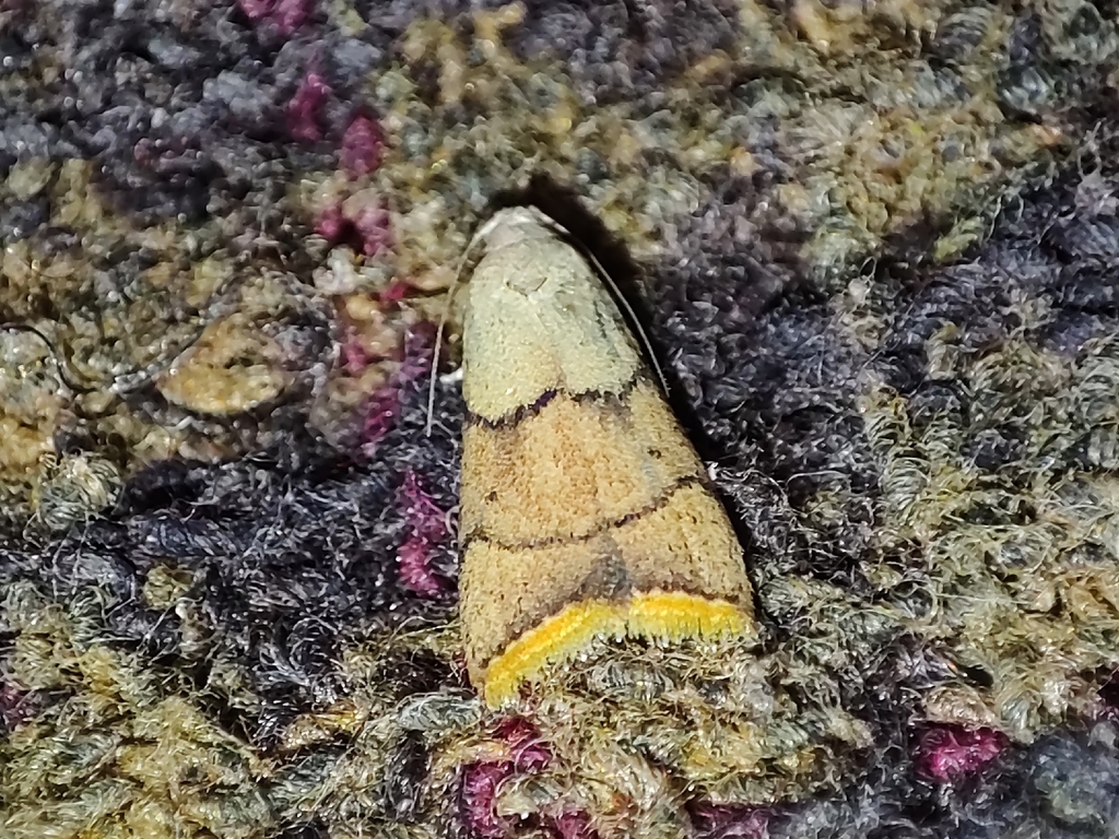 Doloessa ochrociliella