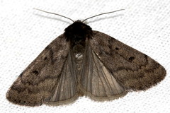 Athetis pallustris
