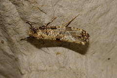 Morophaga choragella