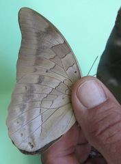 Archaeoprepona demophon centralis