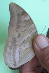 Archaeoprepona demophon centralis