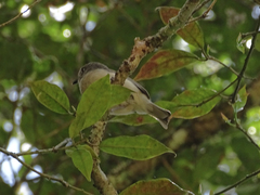 Newtonia brunneicauda