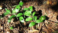 Ruscus hypoglossum