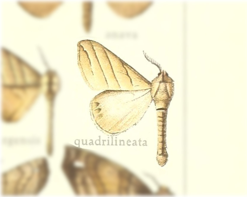 Drepatelodes quadrilineata