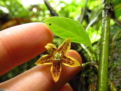 Capsicum geminifolium