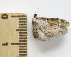 Eupithecia nevadata
